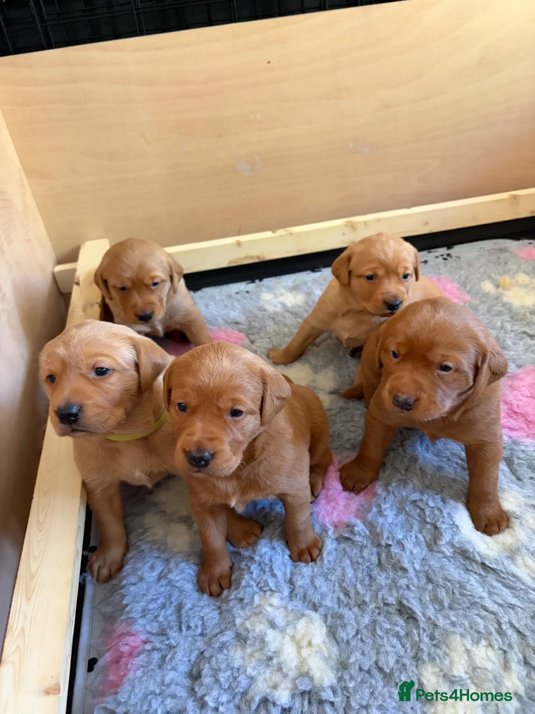 Labrador Retriever dogs for sale: KC registered fox red working line Labradors - Advert 2