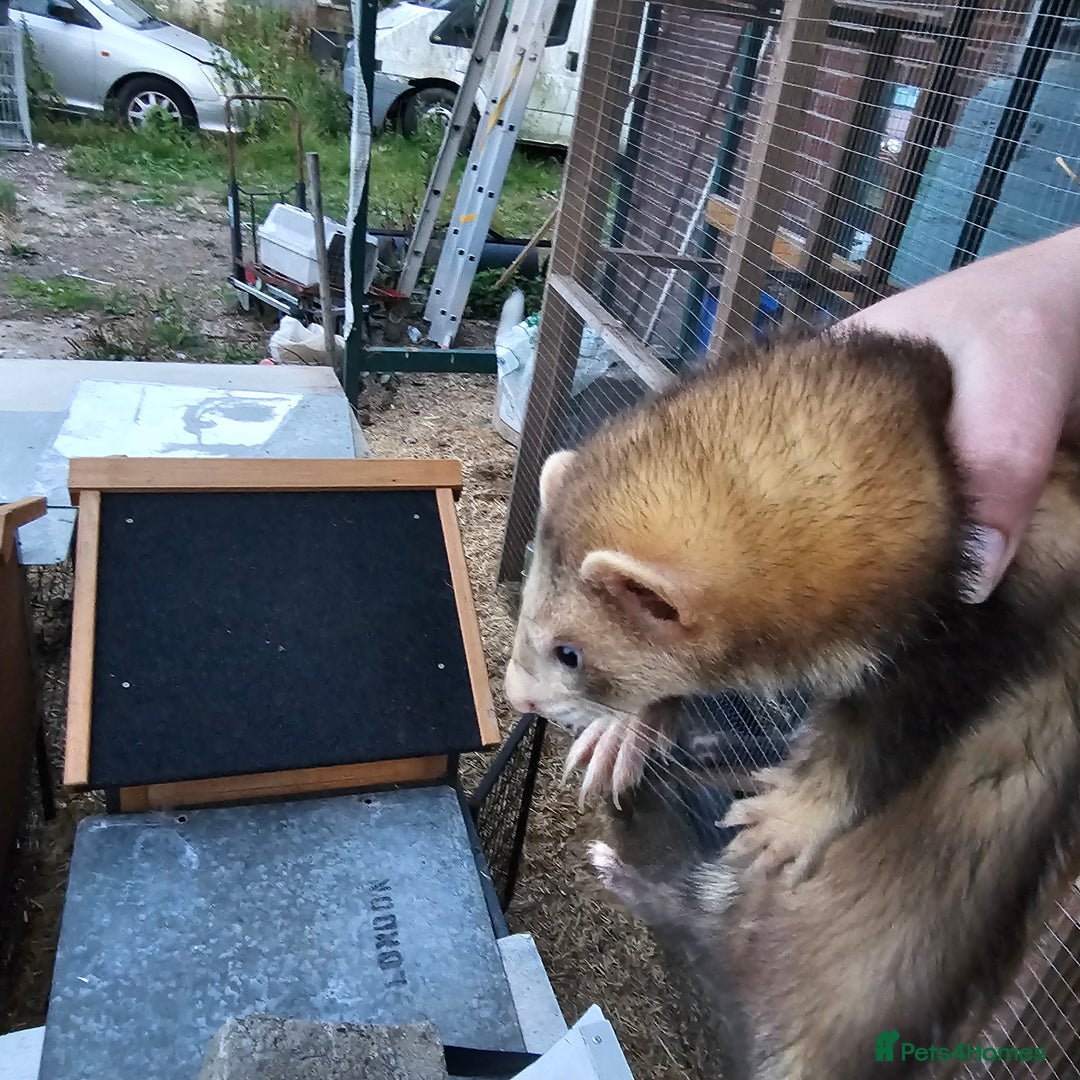 Ferret rodents for sale: 4 hobs kits from working stock for sale - Image 5