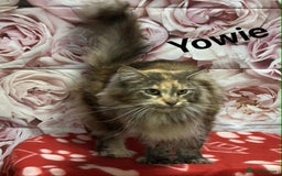 Maine Coon cats for sale: TICA Registered Maine Coon Kittens.  READY NOW  - Image 9