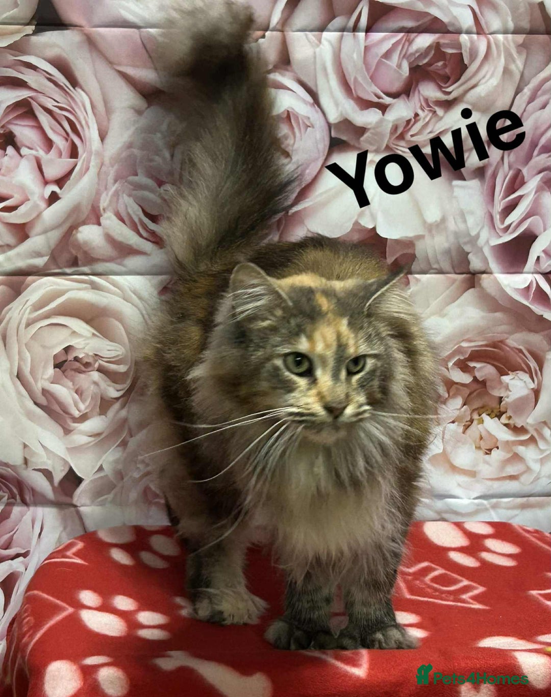 Maine Coon cats for sale: TICA Registered Maine Coon Kittens.  READY NOW  - Image 9