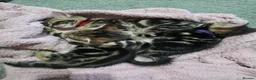 Mixed Breed cats for sale: 1 Tabby boy left in Gillingham - Advert 4