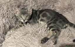 Bengal cats for sale: Striking Blue TICA Male Bengal Kittens 💙  - Image 4