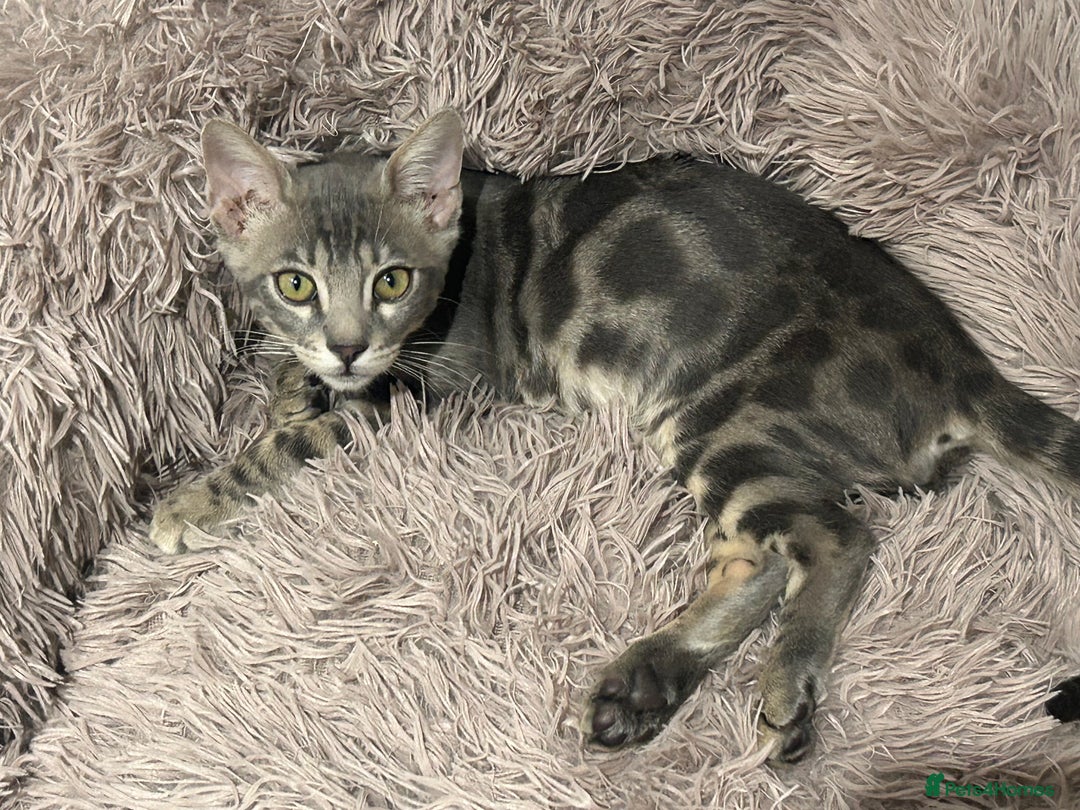 Bengal cats for sale: Striking Blue TICA Male Bengal Kittens 💙  - Image 4