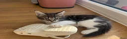 Maine Coon cats for sale: Beautiful Maine Coon Kittens – Born 19 June 2026 - Advert 5