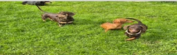 Miniature Dachshund dogs for stud: MINI DASCHUND FOR STUD - Advert 9