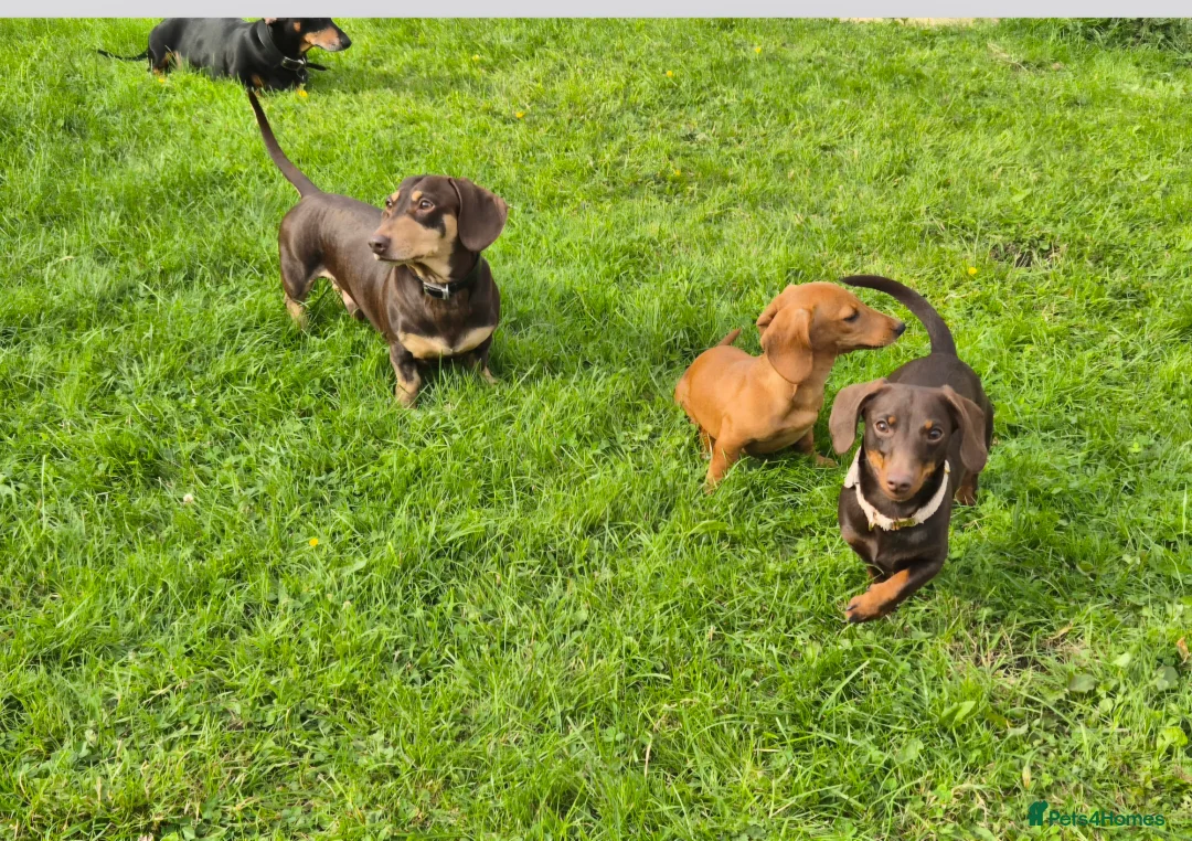Miniature Dachshund dogs for stud: MINI DASCHUND FOR STUD - Advert 9