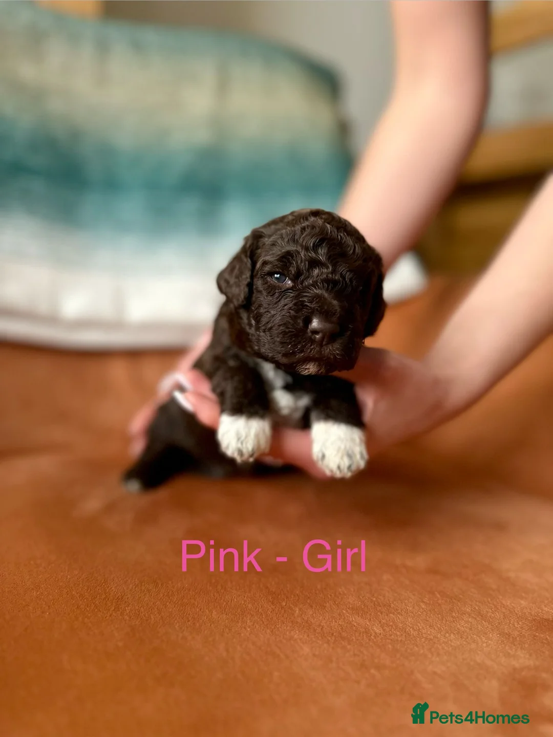 Lagotto Romagnolo dogs for sale: Lagotto Romagnolo Puppies  - Advert 4