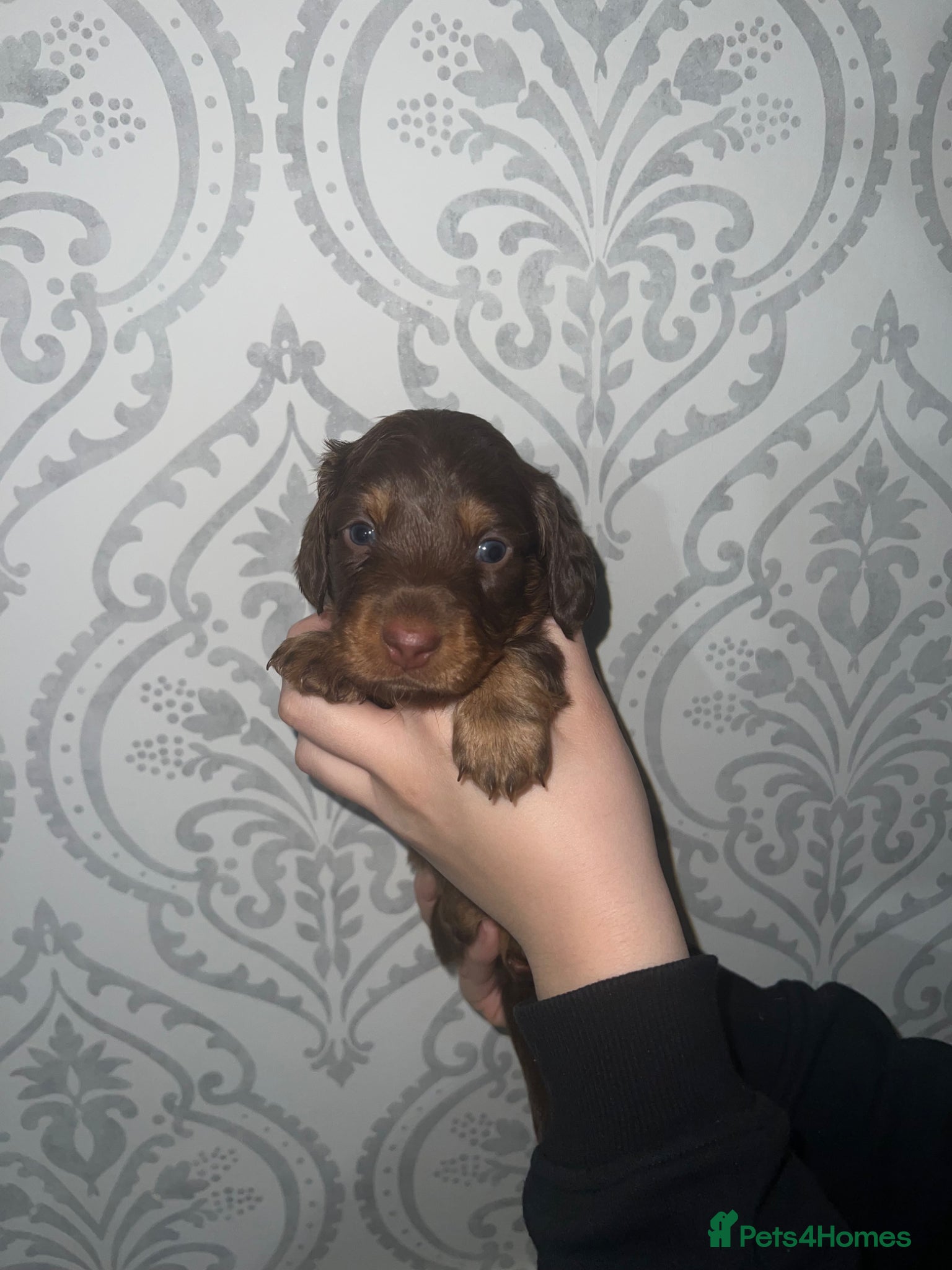 Miniature Dachshund dogs long haired and smooth miniature dachshund puppys - Advert 1
