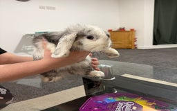 Mini Lop rabbits for sale: Bonded mini lop siblings, 4months old. - Image 5