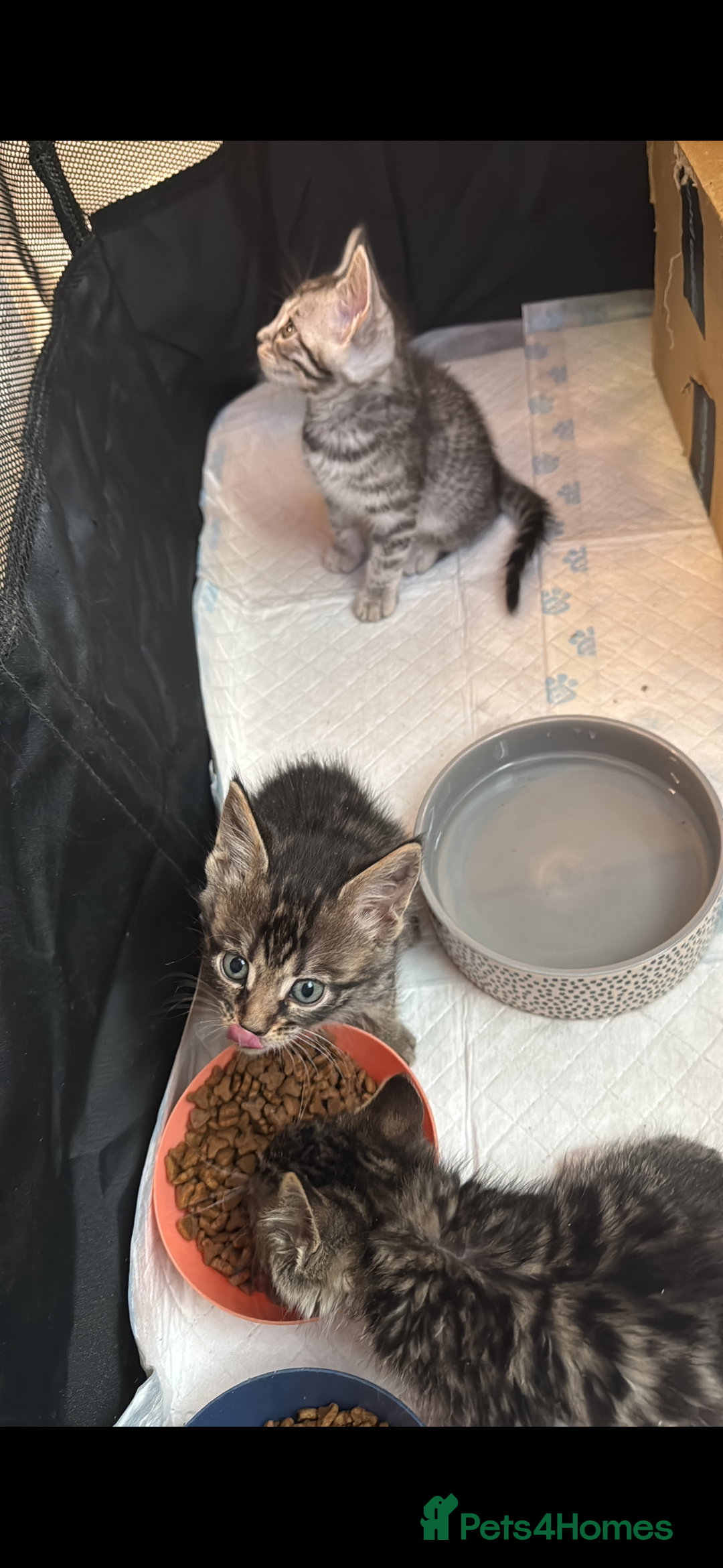 Mixed Breed cats for sale: Maine coon cross Bengal kittens ready now  - Image 12