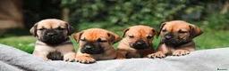 Boerboel dogs for sale: Topguard Kennels 2026 waitlist now open! - Advert 9