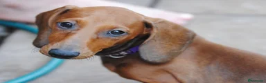 Dachshund 3