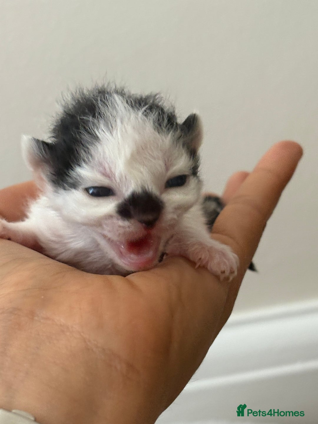 Mixed Breed cats for sale: Seven Tiny Adventures Waiting for Their Families - Advert 13