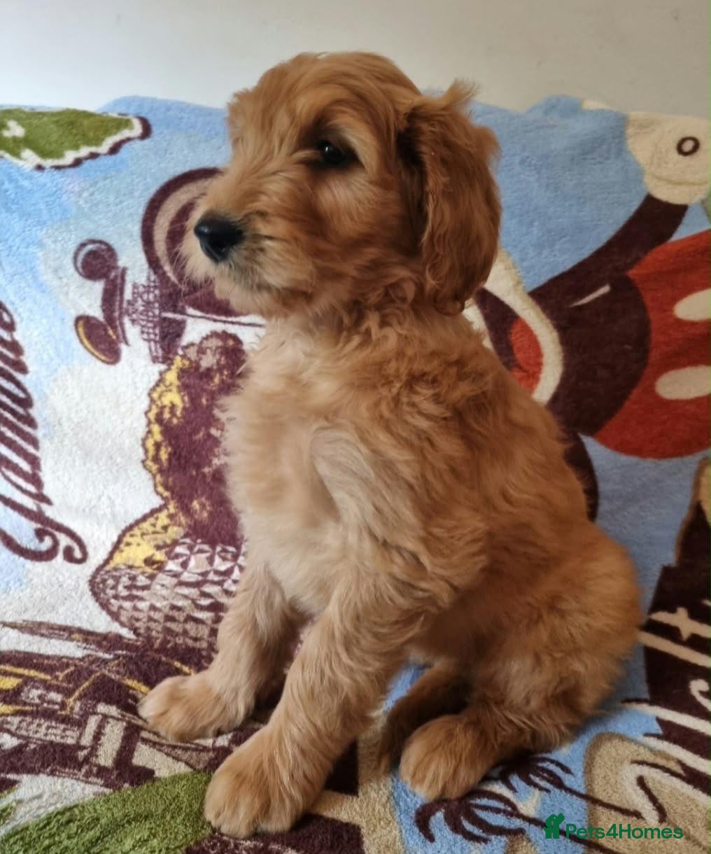 Goldendoodle dogs Last Girl! Last Boy! F2b Goldendoodle puppies  - Advert 1