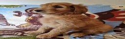 Goldendoodle dogs for sale: READY NOW Last Remaining F2b Goldendoodle puppies  - Advert 3