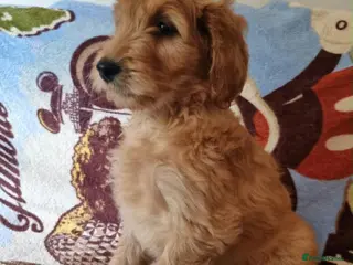Goldendoodle dogs Last Girl! Last Boy! F2b Goldendoodle puppies - Advert 1
