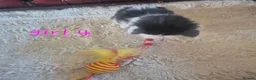 Mixed Breed cats for sale: 4 girls 4 boys 8 week old kittens  - Advert 21