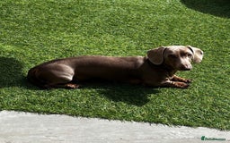 Miniature Dachshund dogs for sale: Miniature Dachshund male puppies  - Image 11