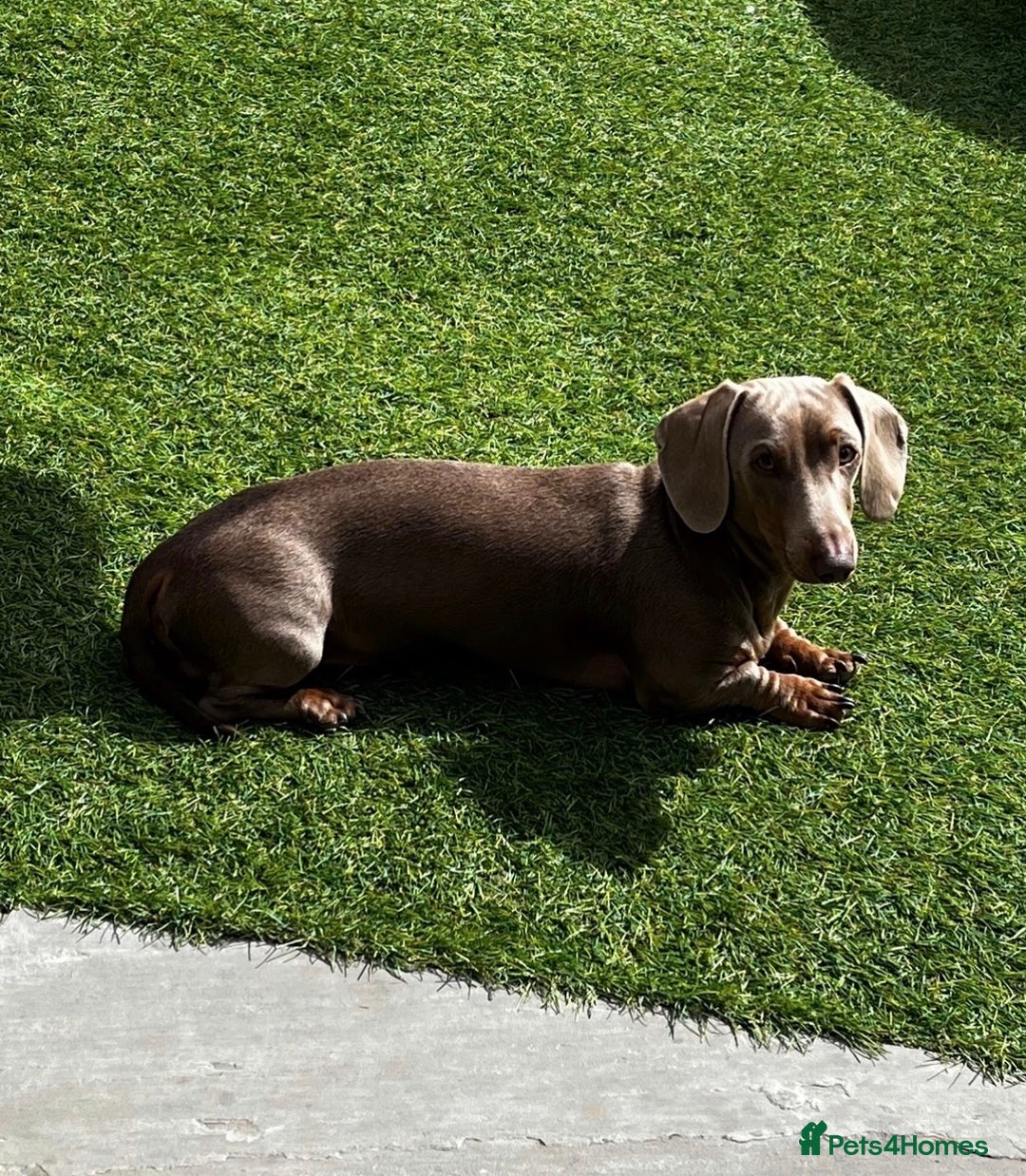 Miniature Dachshund dogs for sale: Miniature Dachshund male puppies  - Image 11