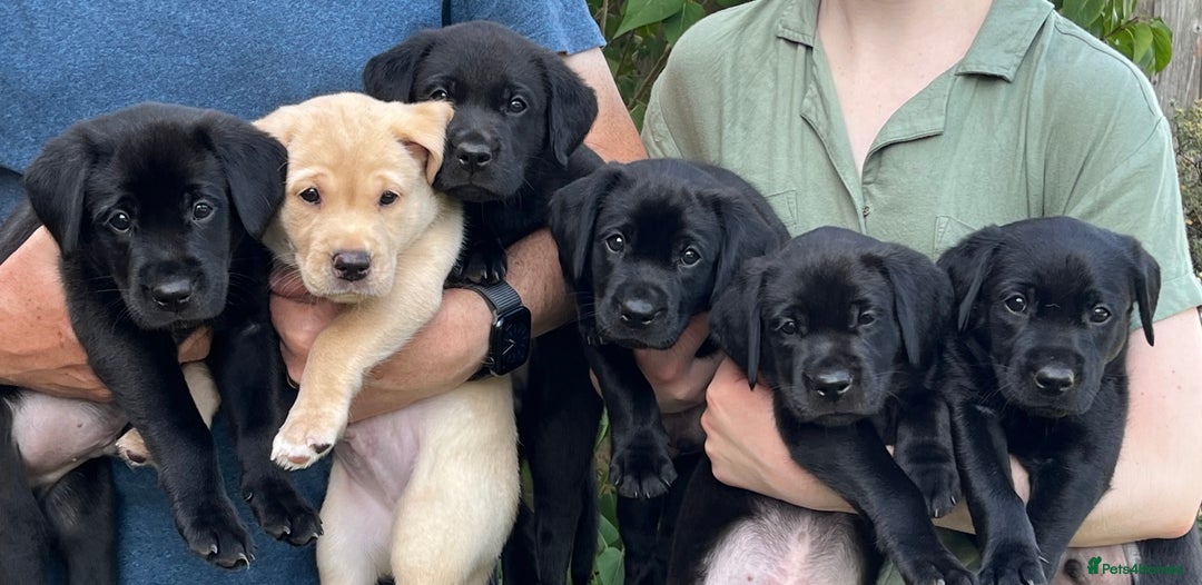 Labrador Retriever dogs for sale: Confident, Clever KC Labrador Puppy - Image 6