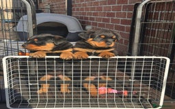 Rottweiler dogs for sale: Chunky Rottweiler puppy  - Image 1