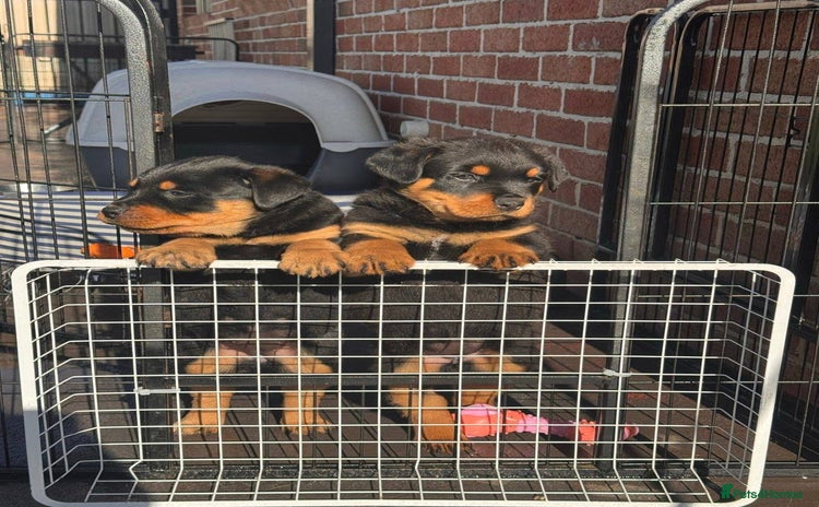 Rottweiler dogs - Advert 1