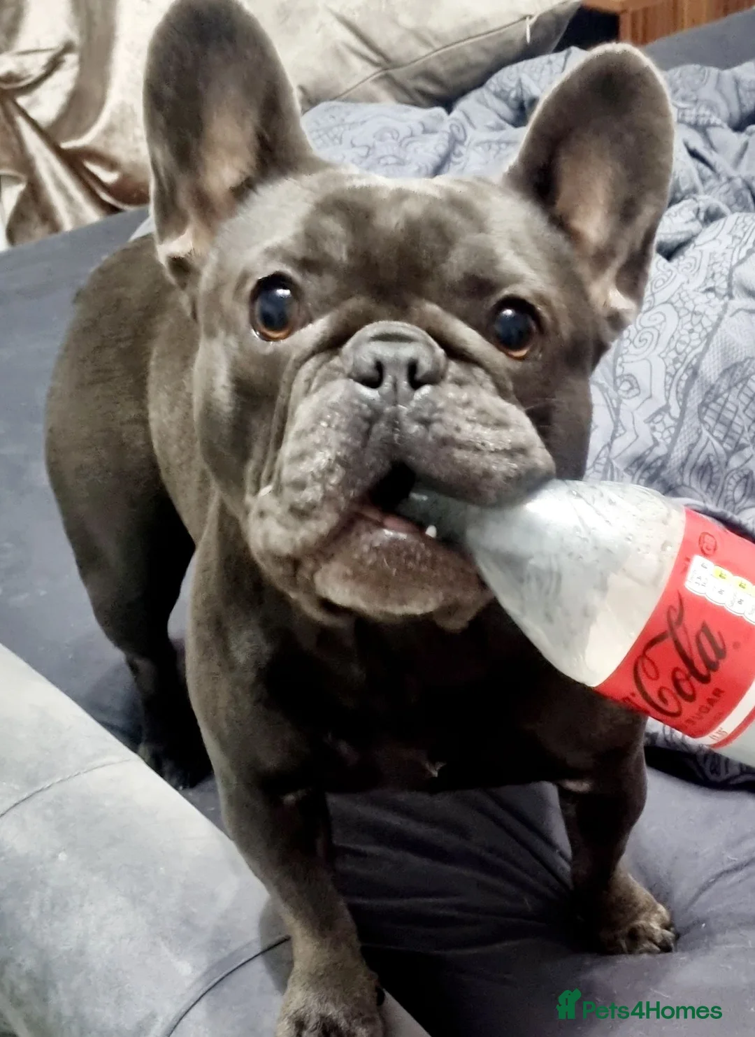 French Bulldog dogs for sale: for a good home - Advert 3