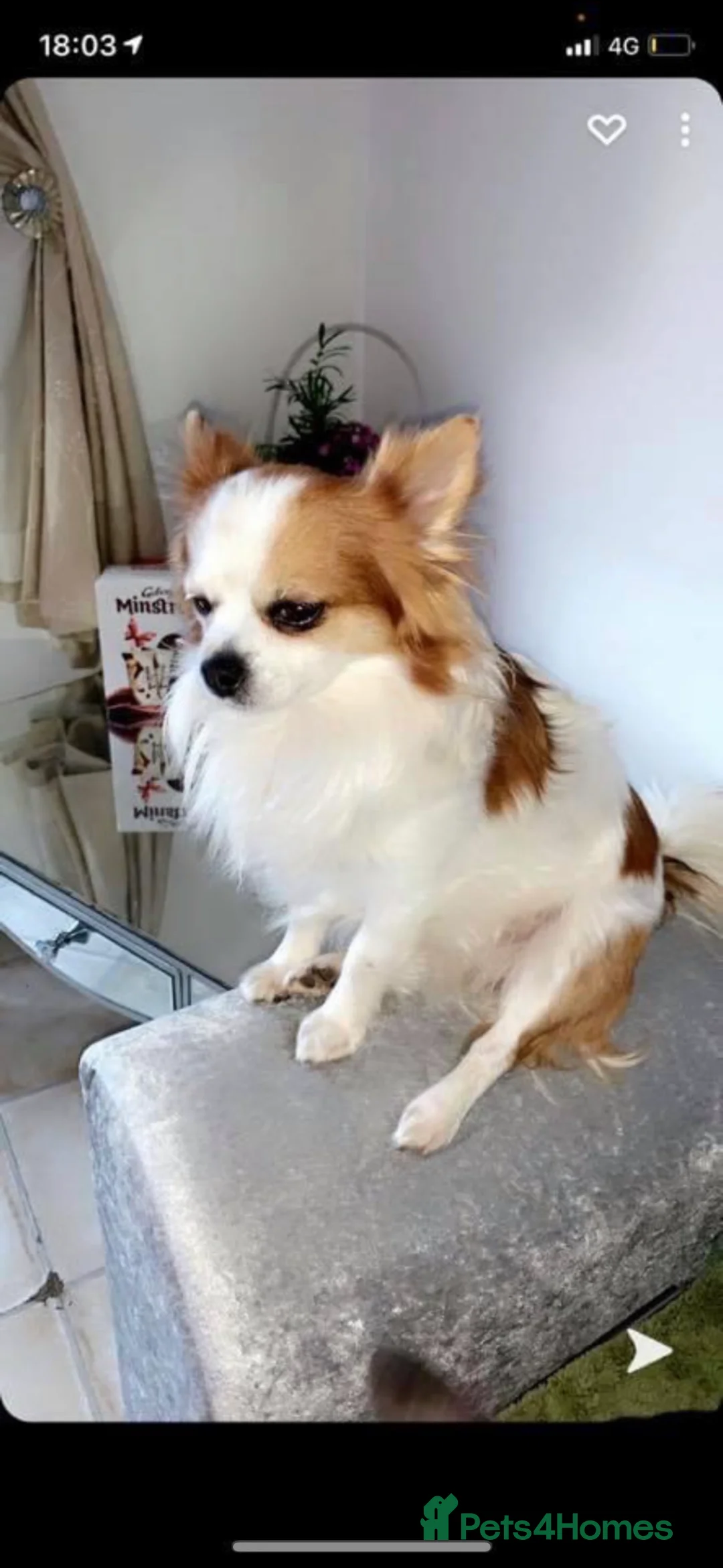 Chihuahua dogs for stud: Long haired party chihuahua  - Advert 6