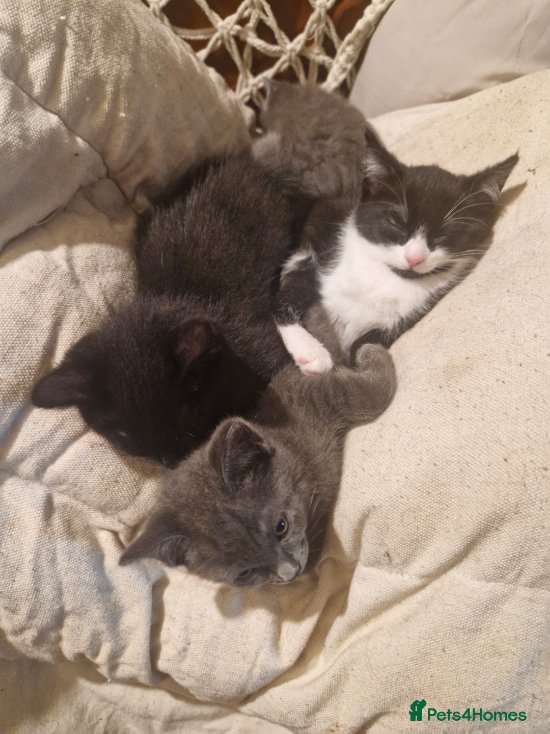 Mixed Breed cats for sale: Stunning Short-hair Kittens - Advert 6