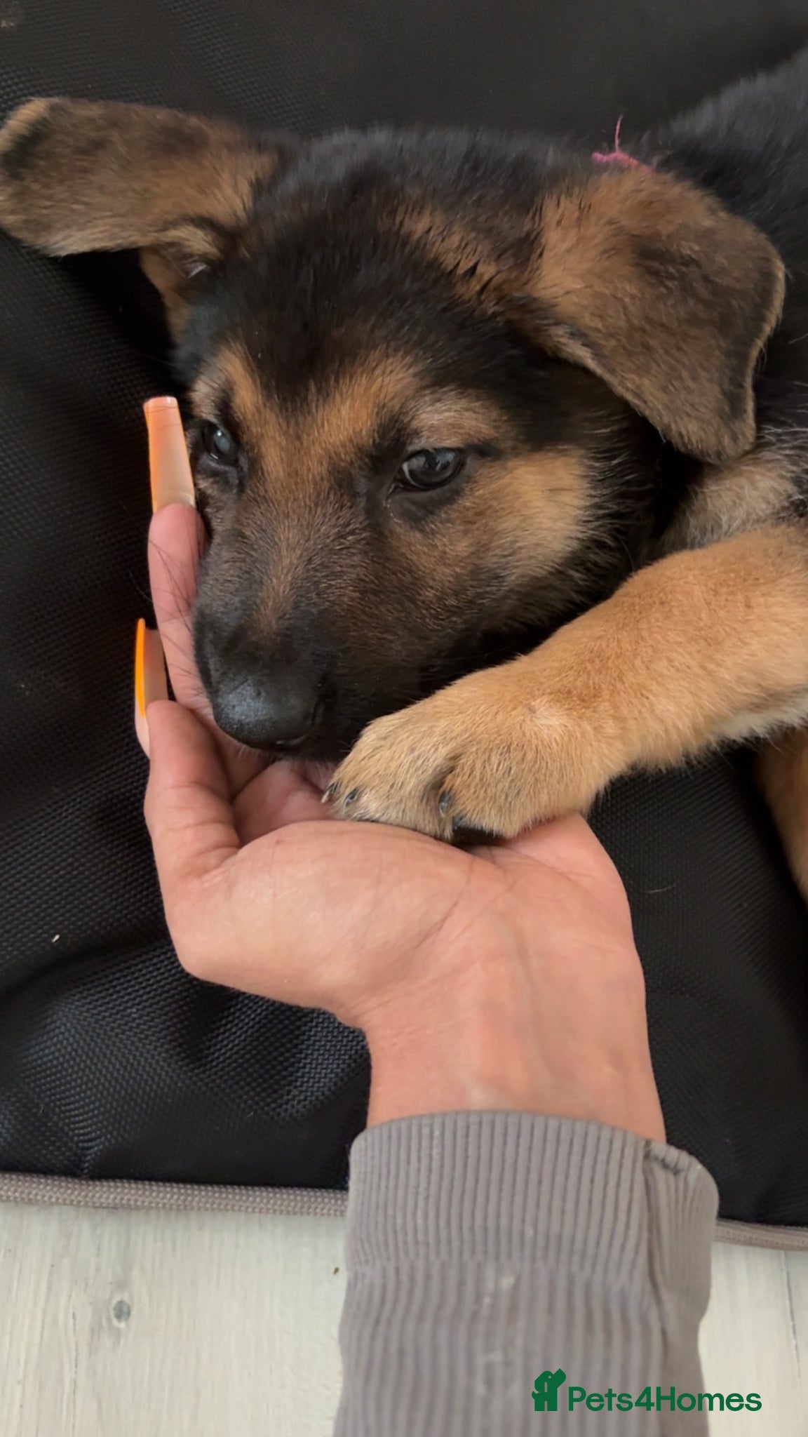 German Shepherd dogs German Shepard  - Advert 2