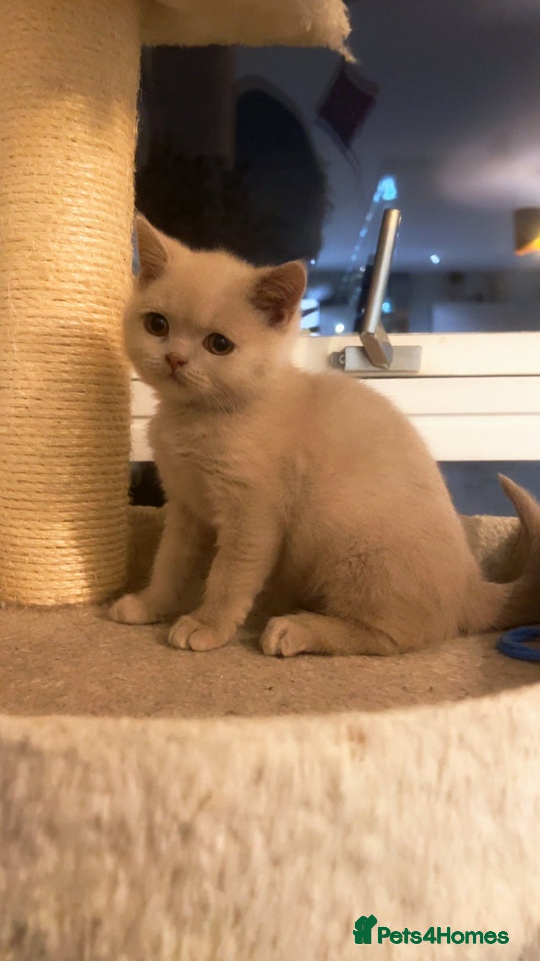 British Shorthair cats for sale: RARE Fawn British Shorthair Kitten £1000 - Advert 5
