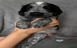 Cocker Spaniel dogs for sale: Show type Cocker spaniel puppies blue roan - Image 12
