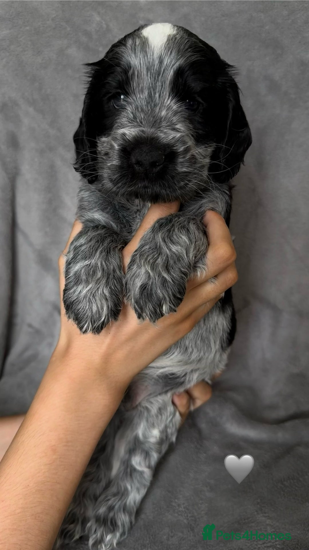 Cocker Spaniel dogs for sale: Show type Cocker spaniel puppies blue roan - Image 12