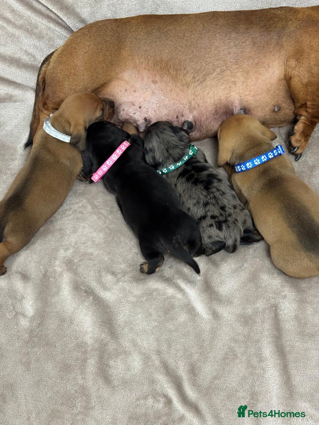 Miniature Dachshund dogs for sale: Beautiful miniature dachshund litter - Advert 21