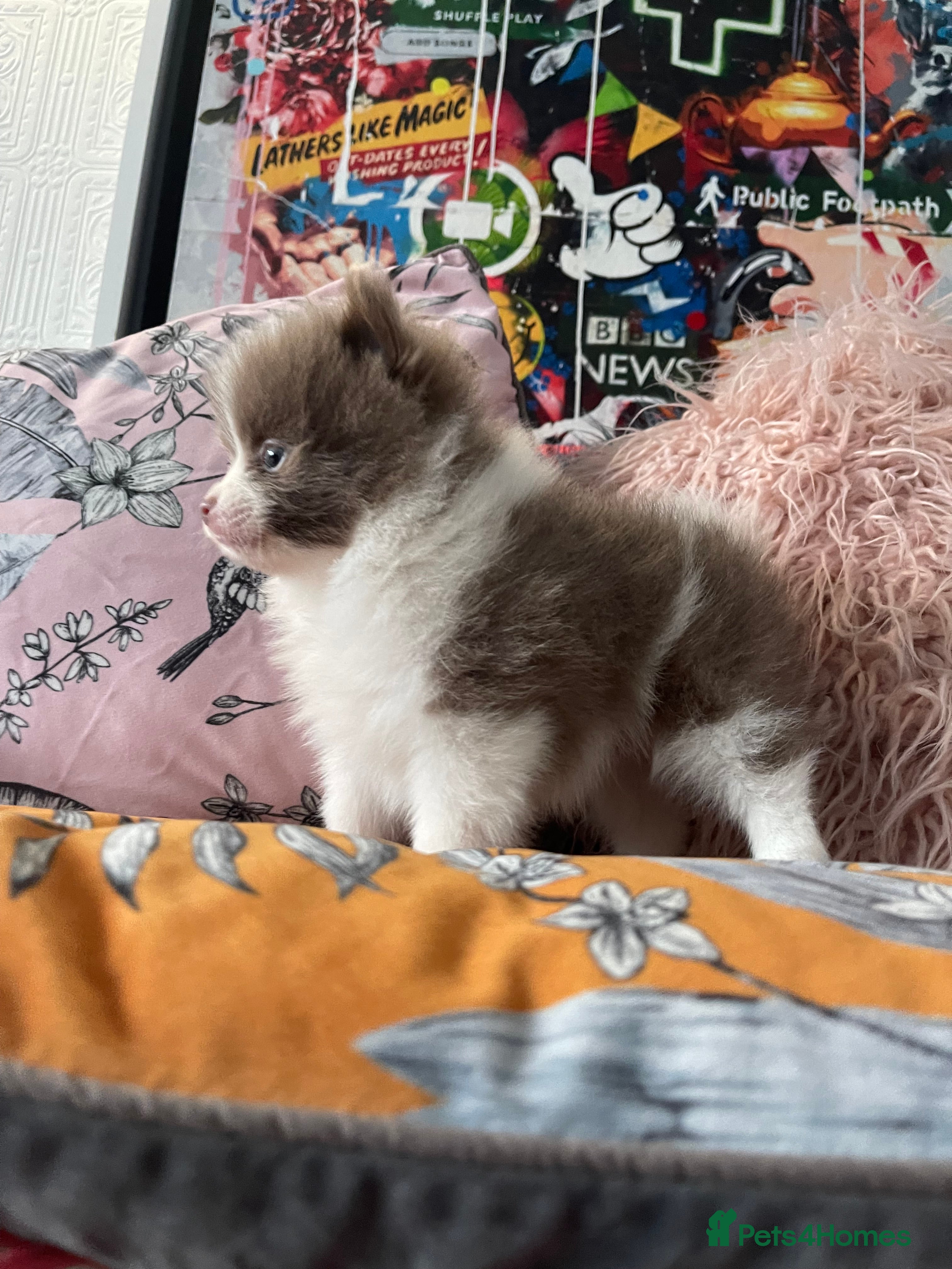 Pomeranian dogs 💜 POMERANIANS💜 - Advert 6