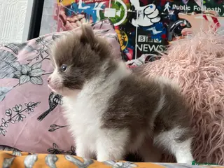 Pomeranian dogs 💜 POMERANIANS💜 - Advert 6