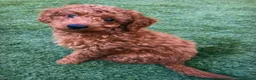 Toy Poodle dogs for stud: KC Pedigree Red Toy Poodle for Stud - Advert 23