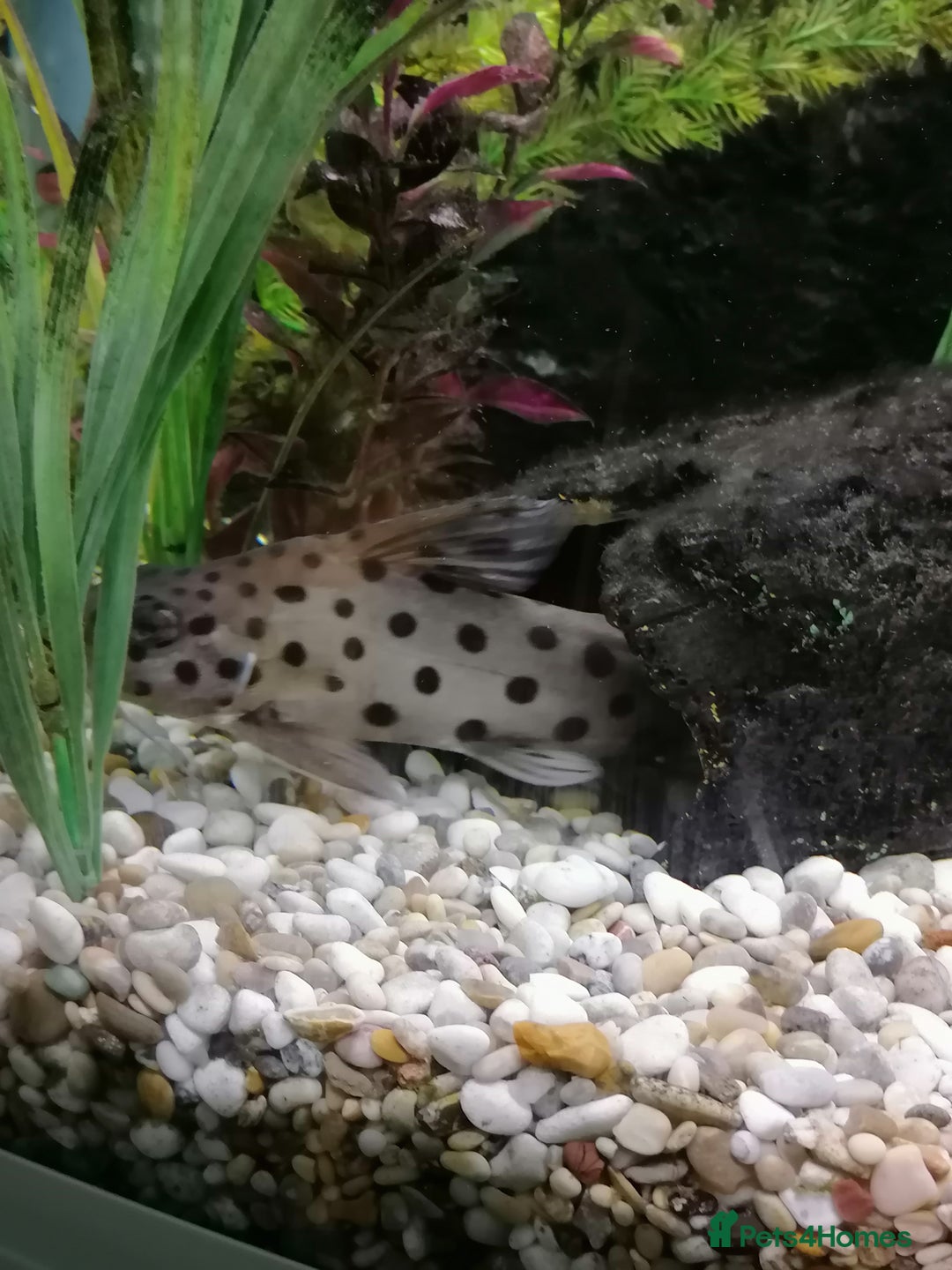 Catfish fish for sale: 2 large cat fish, aquarium and stand - Image 3
