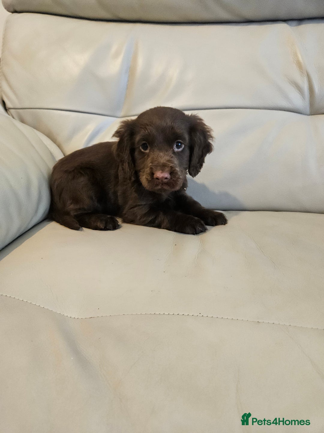 Cocker Spaniel dogs for sale: Working cockerspaniel puppy - Advert 7