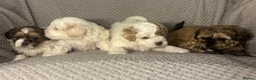 Maltipoo dogs for sale: MALTIPOO PUPPIES in Portsmouth - Advert 2