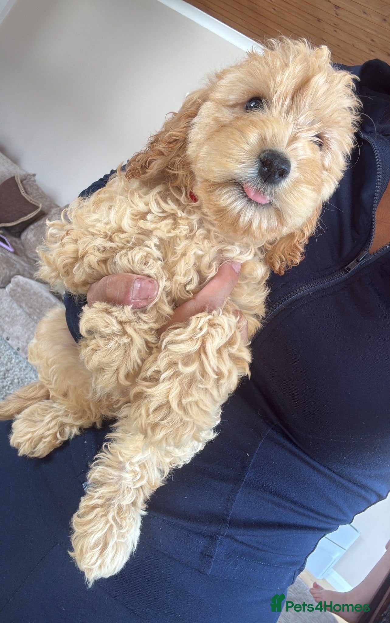 Cockapoo dogs GorgeousF1 apricot miniature cockapoo puppies  - Advert 18