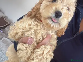 Cockapoo dogs GorgeousF1 apricot miniature cockapoo puppies - Advert 18