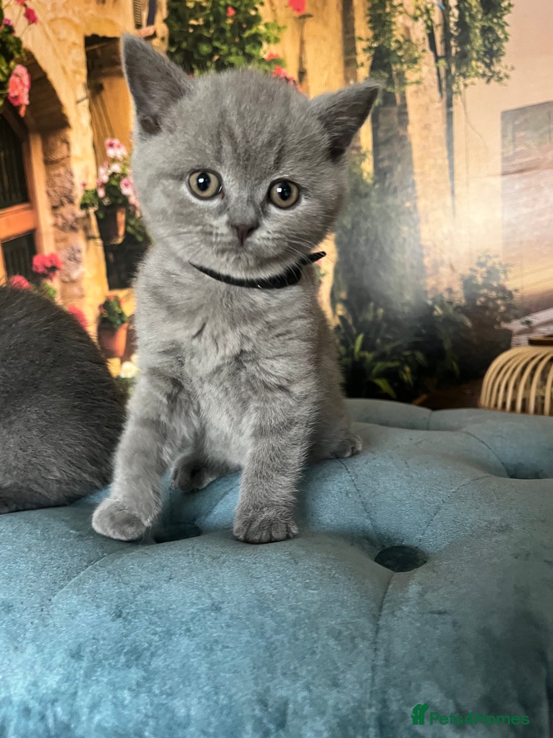 British Shorthair cats for sale: Beautiful British shorthair kittens 🐱 🥰 - Advert 12
