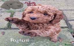 Cavapoo dogs for sale: Waiting List now open - DARK RED PREMIUM QUALITY - Image 23