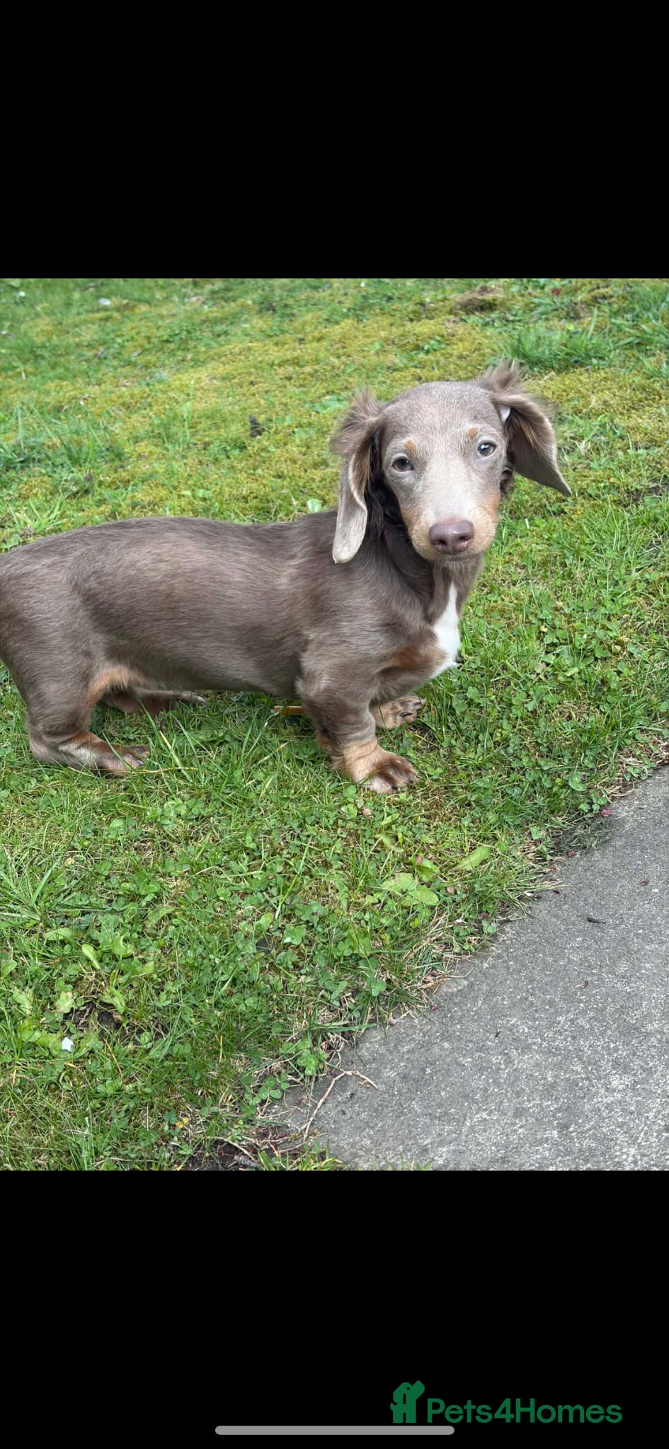 Miniature Dachshund dogs Miniature longcoat  - Advert 9