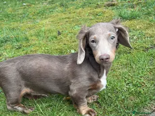 Miniature Dachshund dogs Miniature longcoat - Advert 9