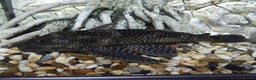 Plecos fish for sale: Common Pleco - Advert 2
