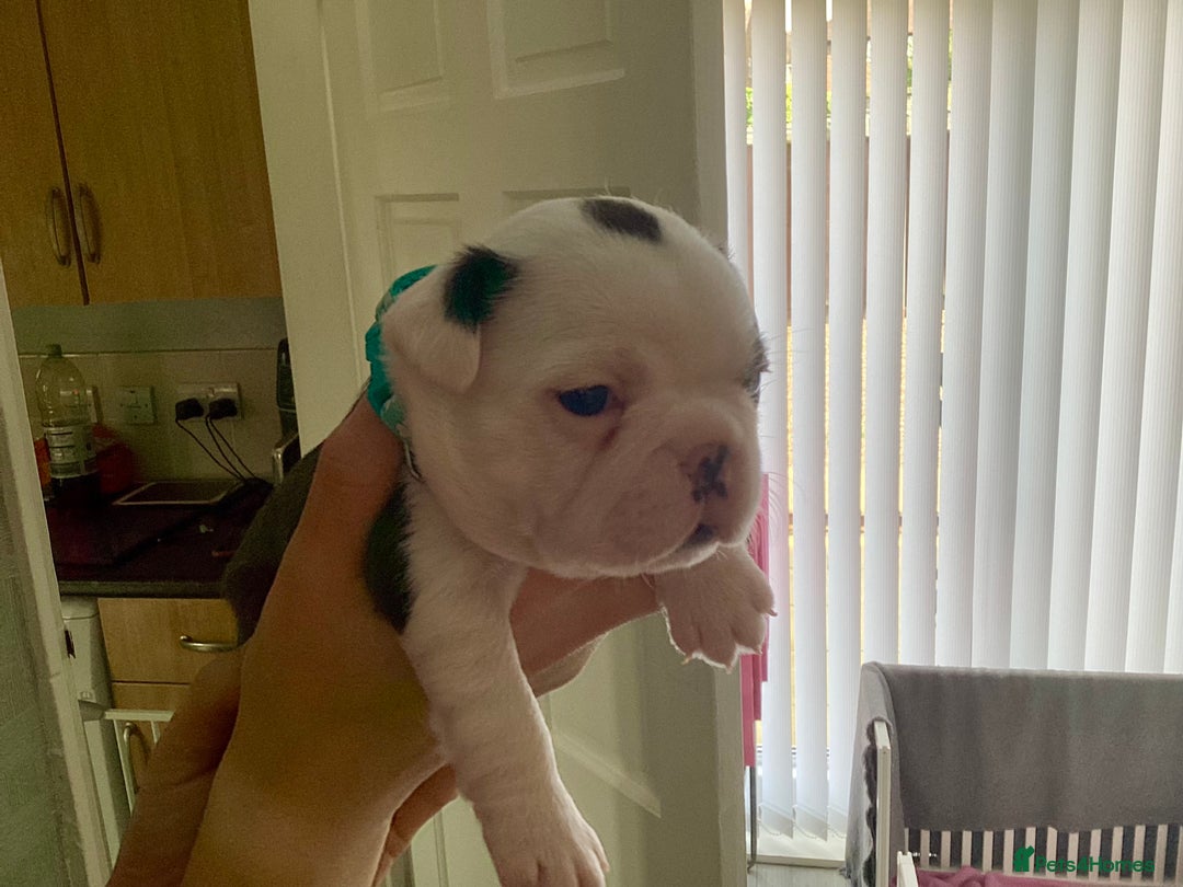 Boston Terrier dogs for sale: 9 BEAUTIFUL BOSTON TERRIER PUPPIES(3 RESERVED) - Image 22