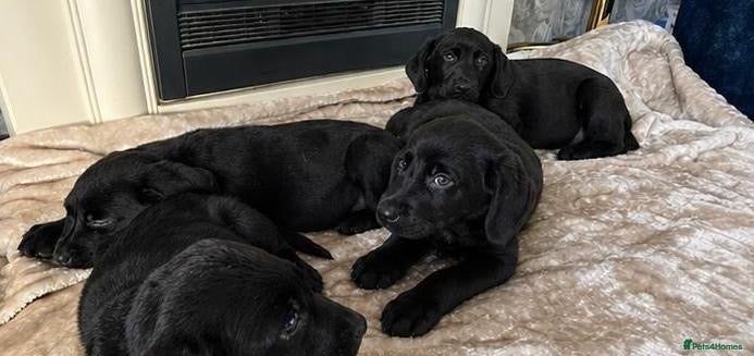 Labrador Retriever dogs Labrador puppys - Advert 11