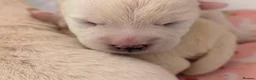 West Highland Terrier dogs for sale: Lovely KC register puppies  - Advert 10